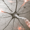 12 feiten over vitamine B12