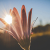 Wat doet vitamine D precies